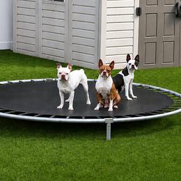 Girl 2 - Seal and white female Boston Terrier puppy in South Of Boston, Massachusetts from Boston Collections