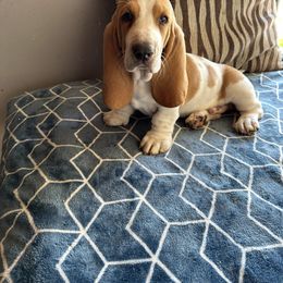 Basset Hound Puppies from Valley Bassets