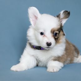 Rosalie - Sable female Pembroke Welsh Corgi puppy in Herriman, Utah from Celtic Corgis