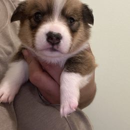 Jumbo - White and red male Pembroke Welsh Corgi puppy in Rochester, New York from Tnt Yorkies and Cosmic corgis