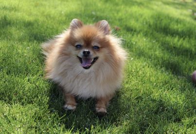 A happy Pomeranian laying in the grass