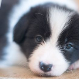 Border Collie Puppies from Bold North Border Collies