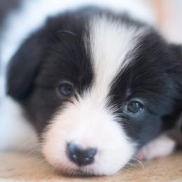 Border Collie Puppies from Bold North Border Collies