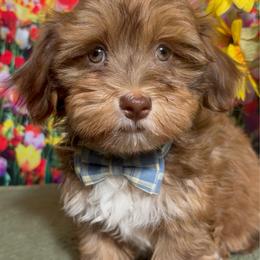 Oscar - Red male Havanese puppy in Clermont, Florida from Country Sweet Havanese and Creative Coaching