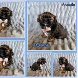 Nutmeg (Moose) - Black and tan male Shih Tzu puppy in Yelm, Washington from Lala's All Star Shih Tzu