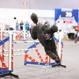 Poodles and Pugs from Moonstone