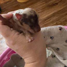 Red Merel Male - Red merle male Miniature Australian Shepherd puppy in Ellendale, North Dakota from Ark Acres Kennels