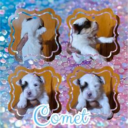 Comet - Parti male Yorkshire Terrier puppy in Atlanta, Georgia from Royal Beauties Yorkies of Atlanta