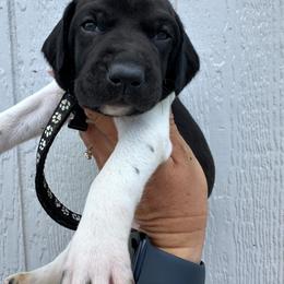 Black - Black and white male German Shorthaired Pointer puppy in Newton Grove, North Carolina from Wayalife Labradors & Gsp’s