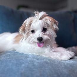 Yorkshire Terrier puppies from Precious Puppies