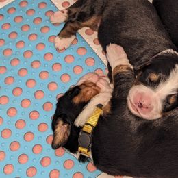 Bernese Mountain Dog Puppies from Baby Bear Bernese Kennel