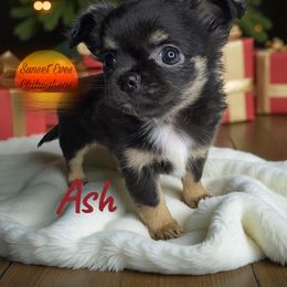 Ash - Black and tan female Chihuahua puppy in Oakwood, Georgia from Sunset Eves Chihuahuas