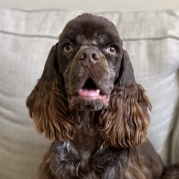 Puppy - Cocker Spaniel