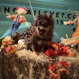 Pomeranian Puppies from Endure Farm Inc