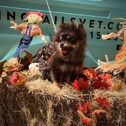 Pomeranian Puppies from Endure Farm Inc