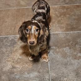 Java - Dachshund