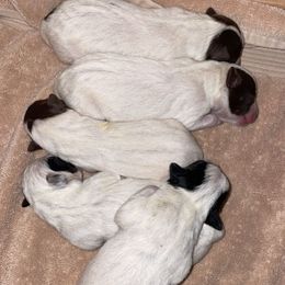 Australian Cattle Dog Puppies from Twisted C Heelers
