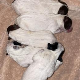 Australian Cattle Dog Puppies from Twisted C Heelers