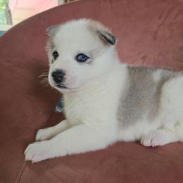 Christian - Gray and white male Siberian Husky puppy in Addison, Michigan from Gray Run Siberian Huskies