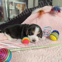 Red - Black tan and white male Beagle puppy in Vallejo, California from Tailwindfarm