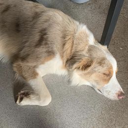 Miniature Australian Shepherds from AJB Tx Ranch Mini Aussies