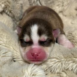 McLaren - Chocolate male Pomsky puppy in Greenfield, Minnesota from SRF Pomskies