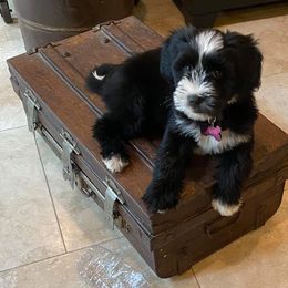 Tibetan Terrier Puppies from Zara Tibetan Terriers