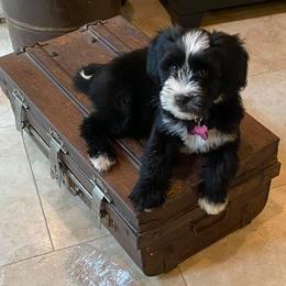 Tibetan Terrier Puppies from Zara Tibetan Terriers