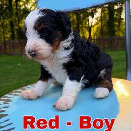 Red - Tri-color male Bernedoodle puppy in Sherman, Illinois from Shirl Doodle Life