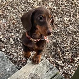 Daisi Mae - Dachshund