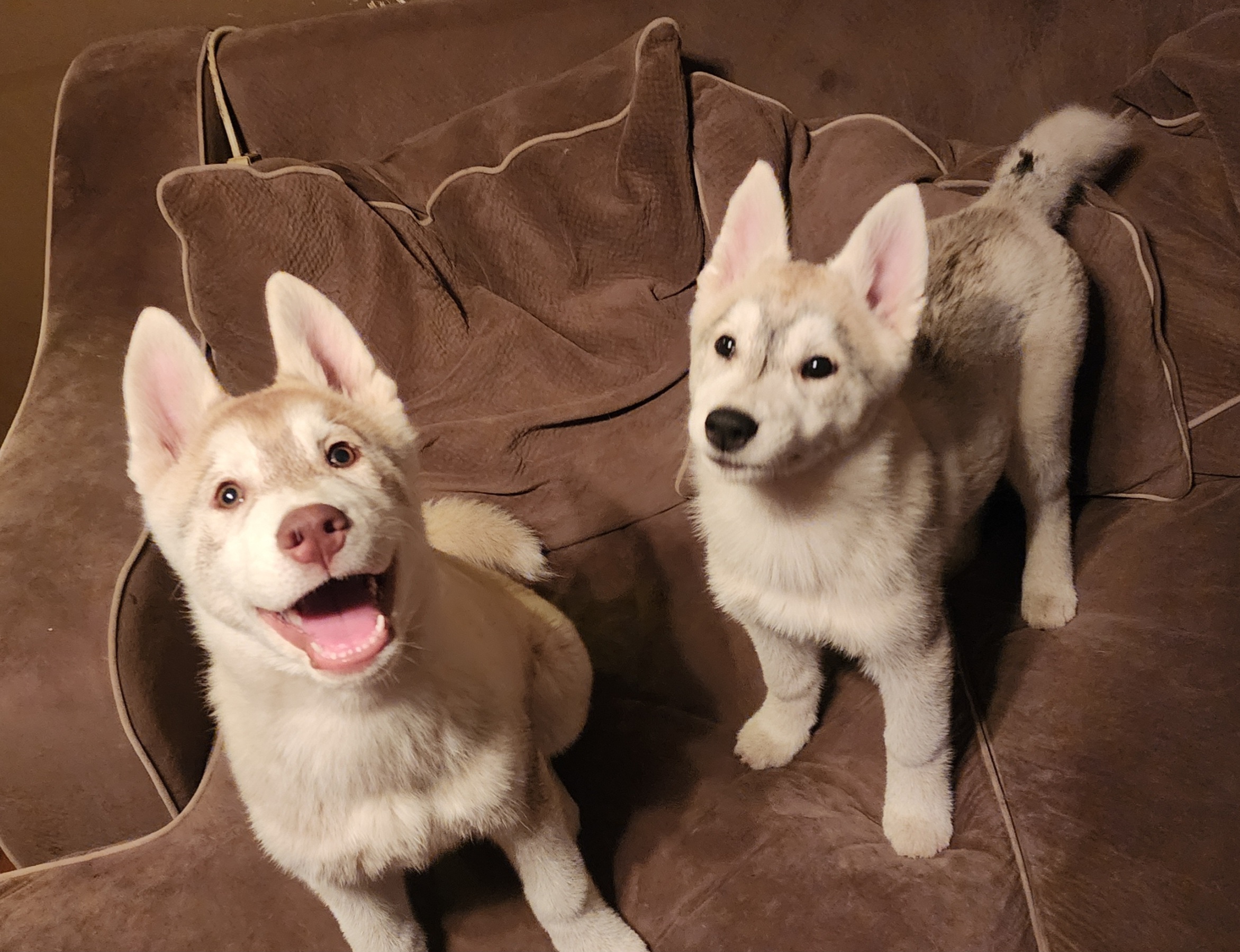 Siberian Husky Puppies from Tevana Siberians LLC