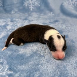 Prancer- fluffy coat - Brindle and white female American Corgi puppy in Waskom, Texas from Piney Woods Corgis