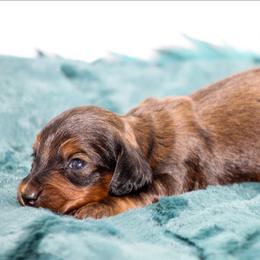 Female 2 - Red female Dachshund puppy in Childress, Texas from Taylor Farms