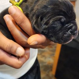 Cane Corso Puppies from Stephenson's Kennel