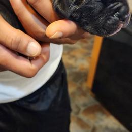 Cane Corso Puppies from Stephenson's Kennel