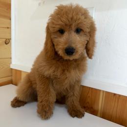 Denim - Cream male Goldendoodle puppy in Payson, Utah from Country Sky Doodles
