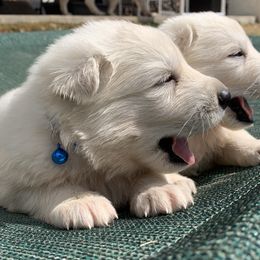 German Shepherd and White Shepherd Puppies from Scenic Creek German Shepherds