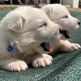 German Shepherd and White Shepherd Puppies from Scenic Creek German Shepherds