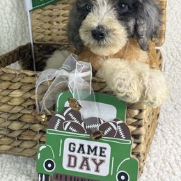 Fidget - Merle female Irish Doodle puppy in Galloway, Florida from Heavenly Poodles