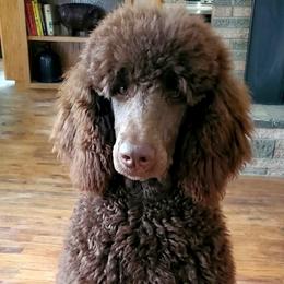 Bunny - Poodle