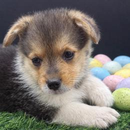 Charlie - Black and tan male American Corgi puppy in Missouri from Country Legends Aussies & Corgis