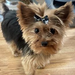 Jamie - Yorkshire Terrier