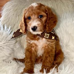 Zap - Red  female Goldendoodle puppy in Beecher, Illinois from Erica’s Doodles