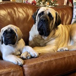 Greta - Mastiff