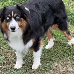 Bella - Australian Shepherd
