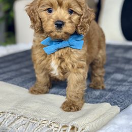 Cavapoo Puppies from Southern Love Cavapoos