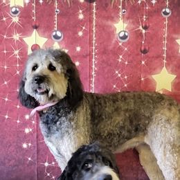 Gussie - Bernedoodle