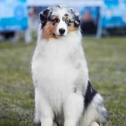 Halo - Australian Shepherd