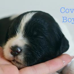 Australian Labradoodles and Labradoodles from Heartrock Labradoodles