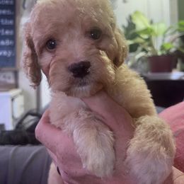 Atticus - with training - Red male Cockapoo puppy in Boonville, North Carolina from Doods & Dolls